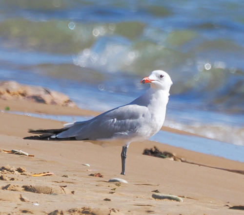 Audouin's Gull
