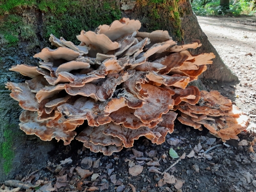 Giant Polypore