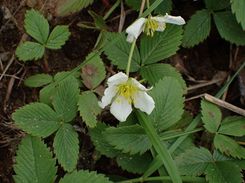 green strawberry