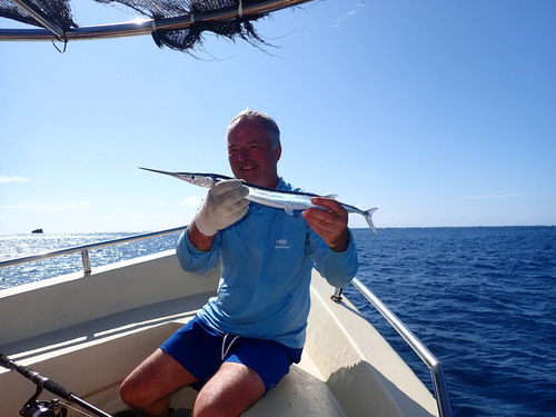 Tylosurus acus observed 2026-08-30