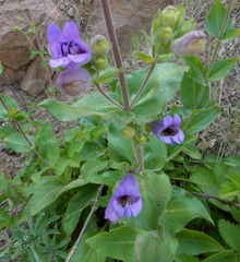 Penstemon glandulosus