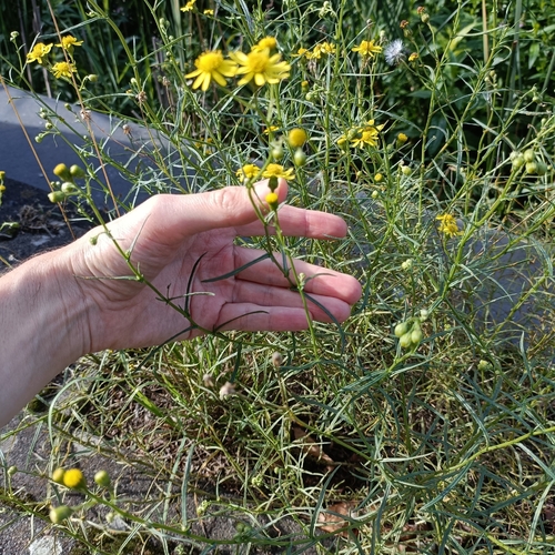 Narrow-leaved Ragwort