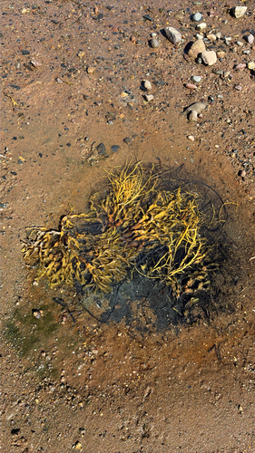 Knotted Wrack
