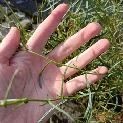 Senecio inaequidens, photograph (c) Adam Leigh, some rights reserved (CC BY)