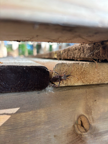 Western Conifer Seed Bug