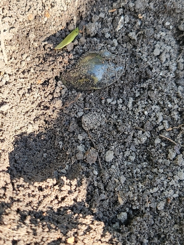 Western Tiger Salamander