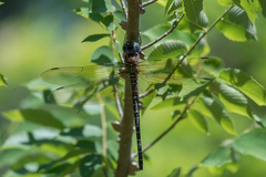Coryphaeschna ingens