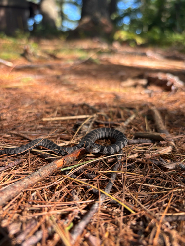 Common Watersnake