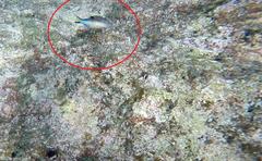 Canthigaster rostrata