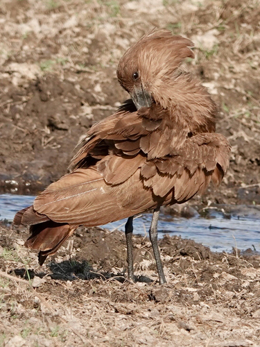 Common Hamerkop