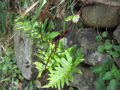 Polypodium cambricum