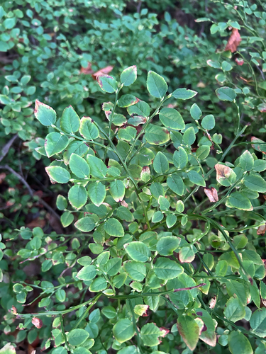 common bilberry