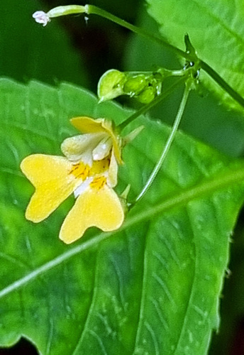 Impatiens parviflora, photograph 5