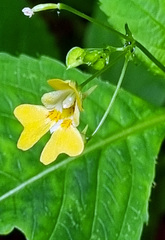 Impatiens parviflora, photograph author not stated, no rights reserved