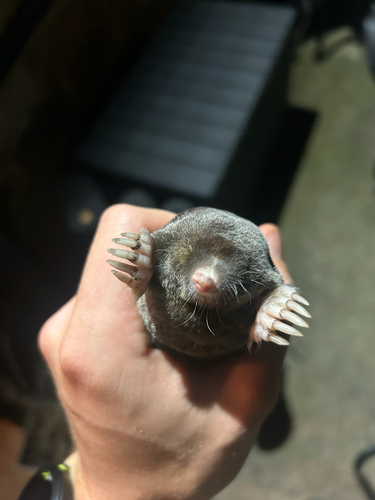 European Mole