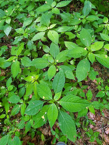 Impatiens parviflora, photograph 4