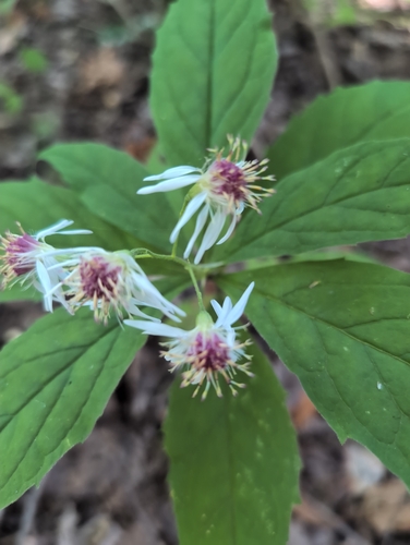 whorled wood aster