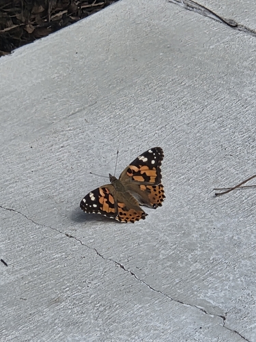 Painted Lady