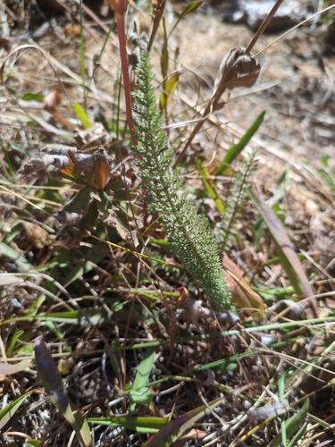 common yarrow