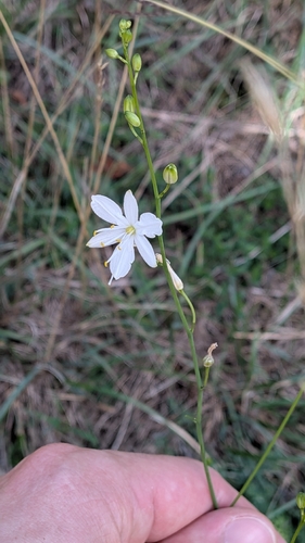 Branched St Bernard's Lily