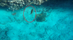 Sparisoma aurofrenatum