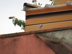 Pipraeidea melanonota