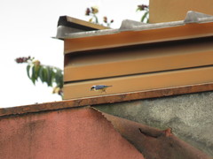 Pipraeidea melanonota