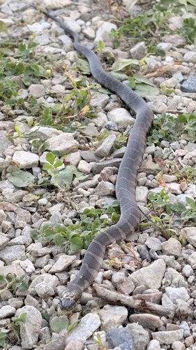Common Watersnake