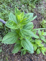 Erythranthe cardinalis