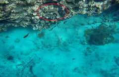 Sparisoma aurofrenatum