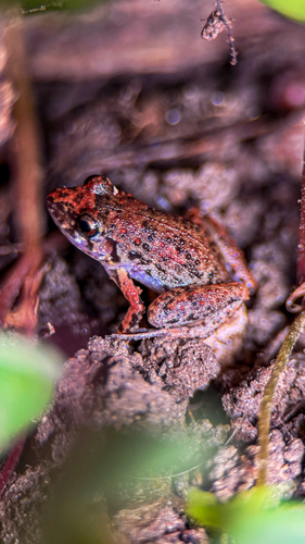 Greenhouse Frog