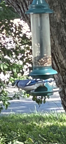 Blue Jay