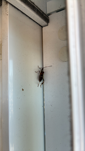 Western Conifer Seed Bug