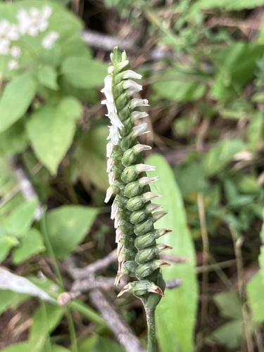 Oval Ladies' Tresses