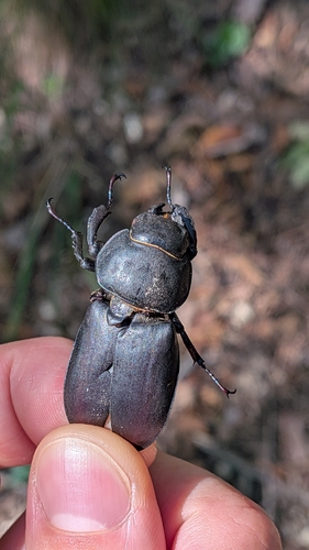 European Stag Beetle
