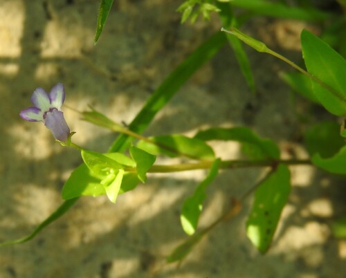 Lindernia dubia, photograph 1