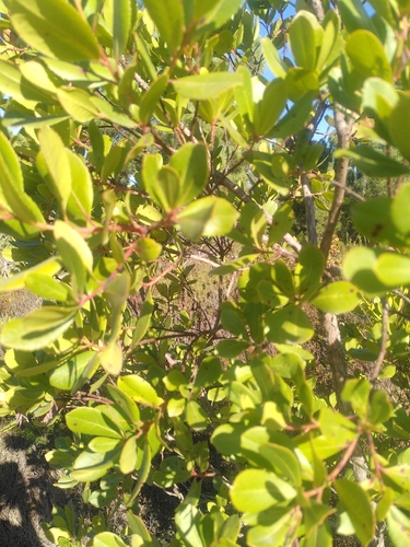 strawberry tree