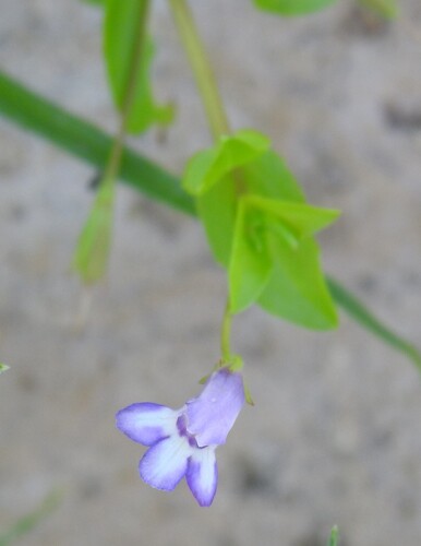Lindernia dubia, photograph 2