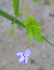 Lindernia dubia, photograph (c) saltyhiker, some rights reserved (CC BY)