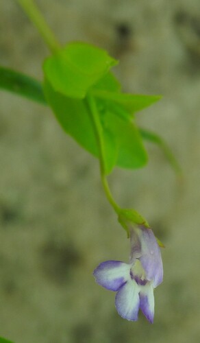 Lindernia dubia, photograph 3