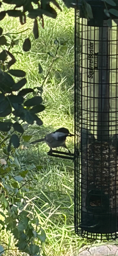 Black-capped Chickadee