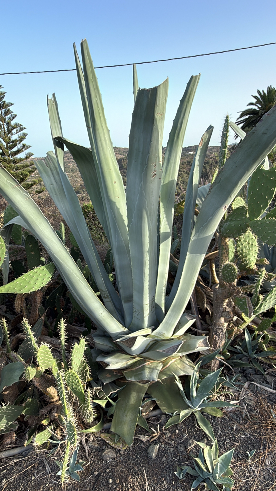 Maguey Americano