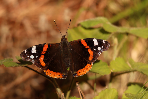 Red Admiral