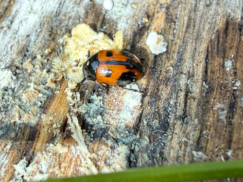 Diaperis maculata, 2026-09-24
