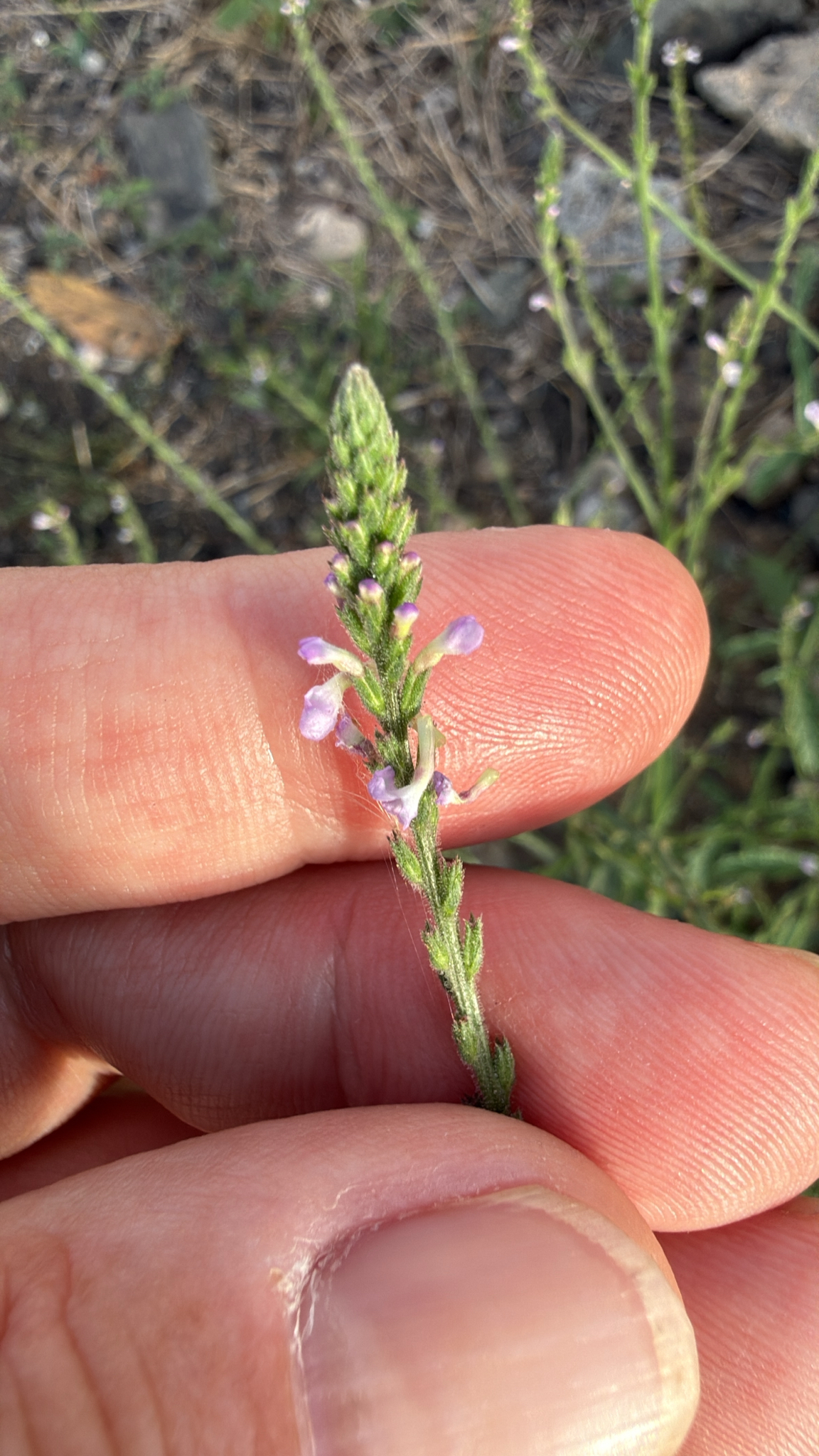 Verbena officinalis