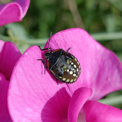 Southern Green Stink Bug