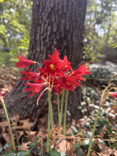 Oxblood Lily