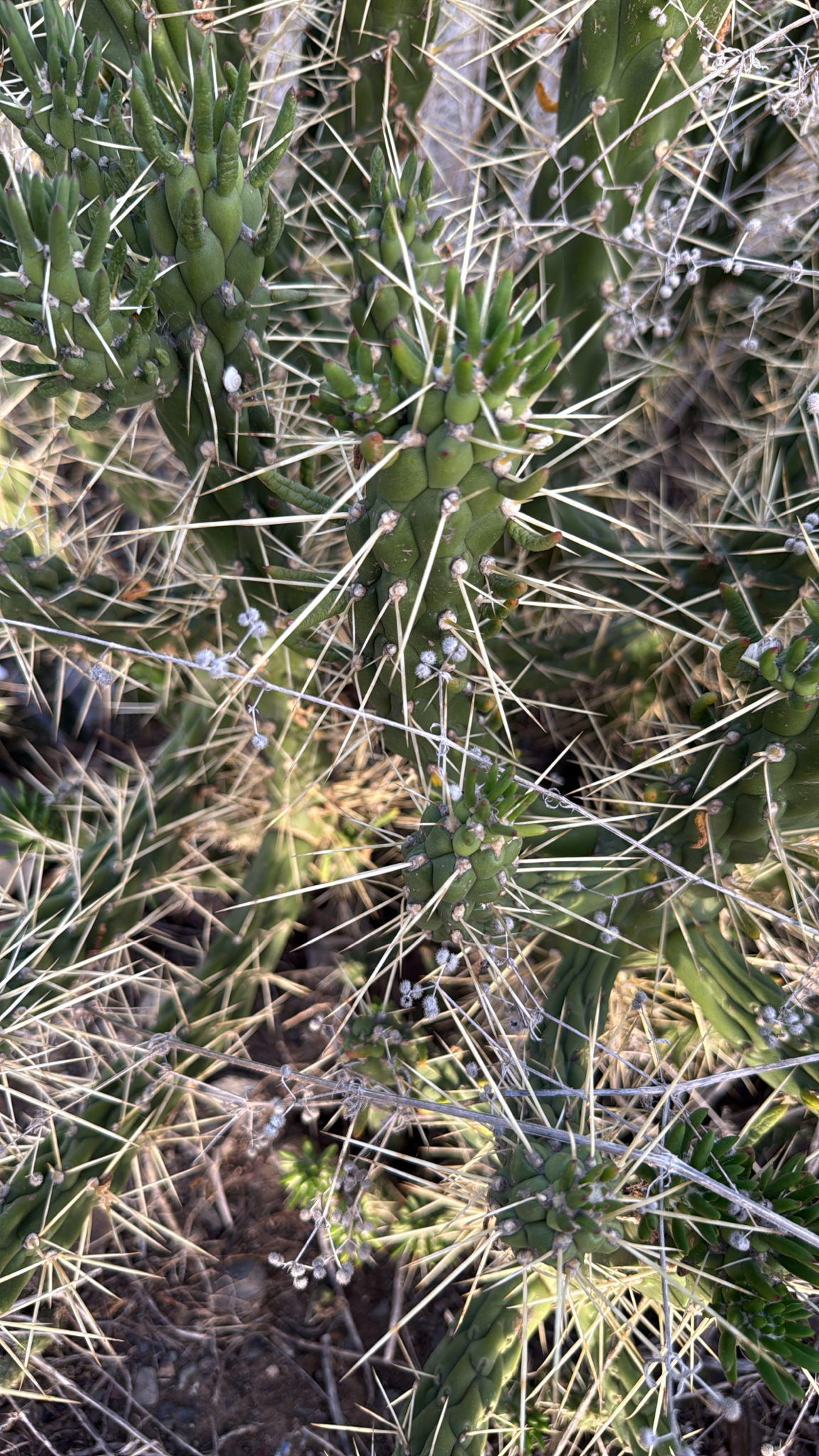 Opuntia alesnada