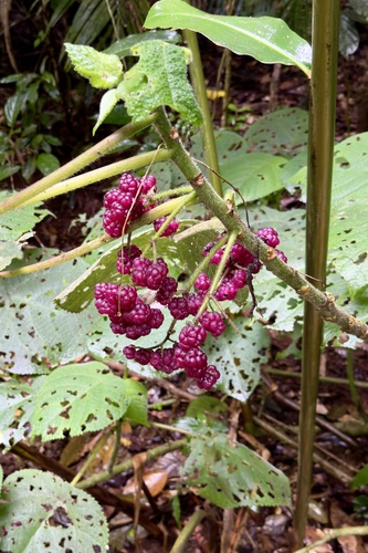 Dendrocnide moroides, photograph 1