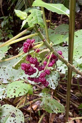 Dendrocnide moroides